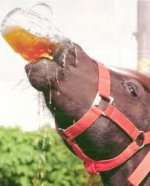 drinking horse.jpg