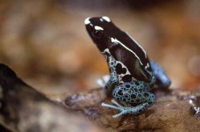 black-white-and-blue-dart-frog.jpg