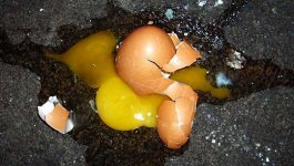 smashed-shatter-broken-chicken-egg.jpg