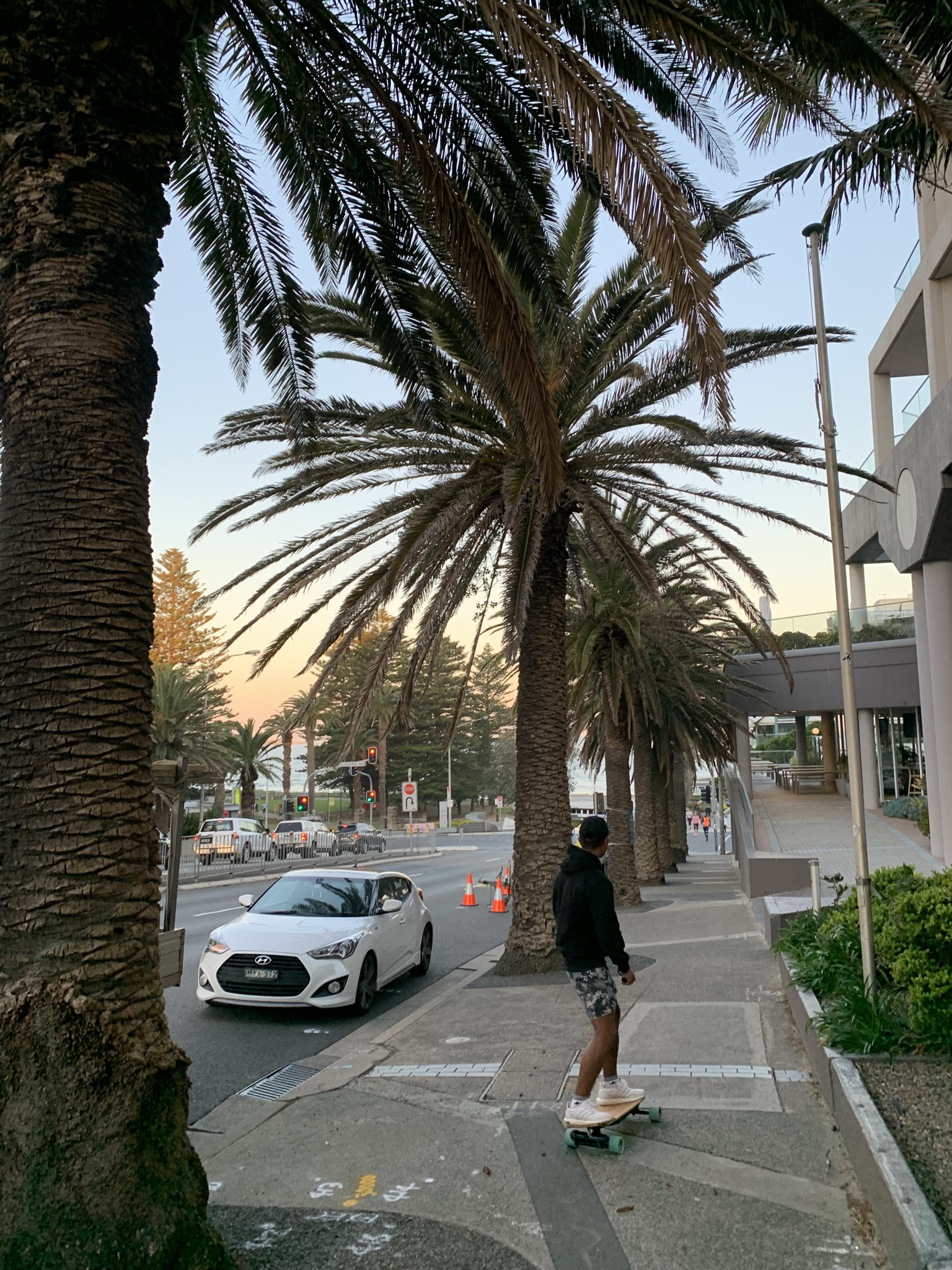 Kingsway palm trees, last days
