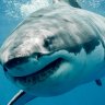 TheMeg