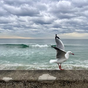 Strutting