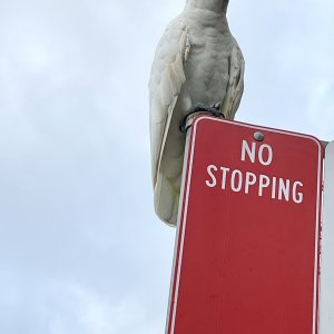 No Stopping