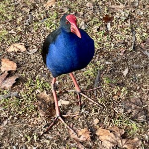 Sharks bird, Audley